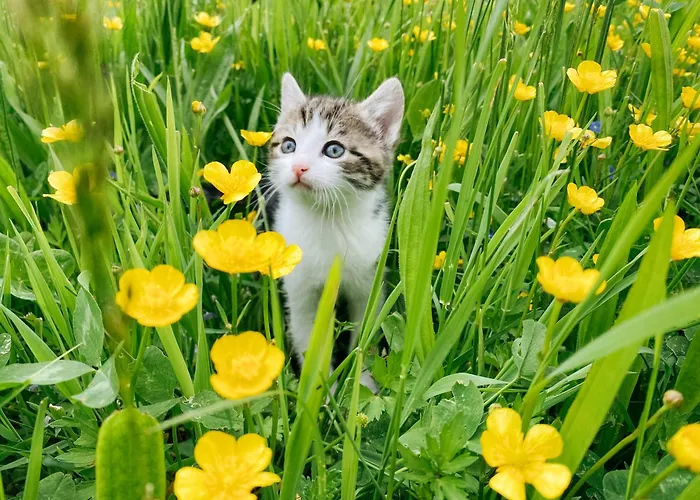 Grainmeister * Niederwaldkirchen