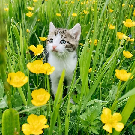 Grainmeister * Niederwaldkirchen